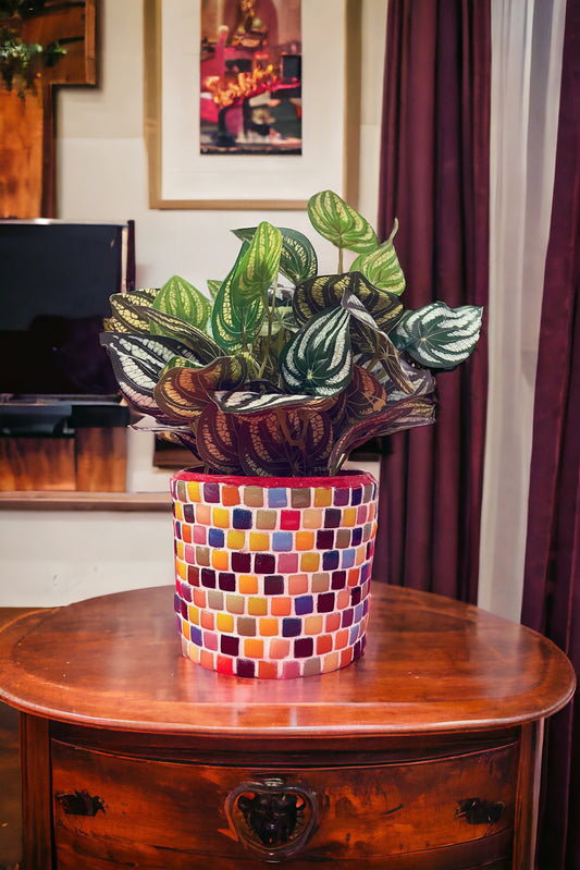 Bright Multi-Colored Planter / Free Shipping