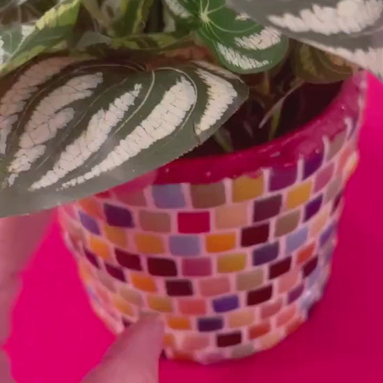 Bright Multi-Colored Planter / Free Shipping